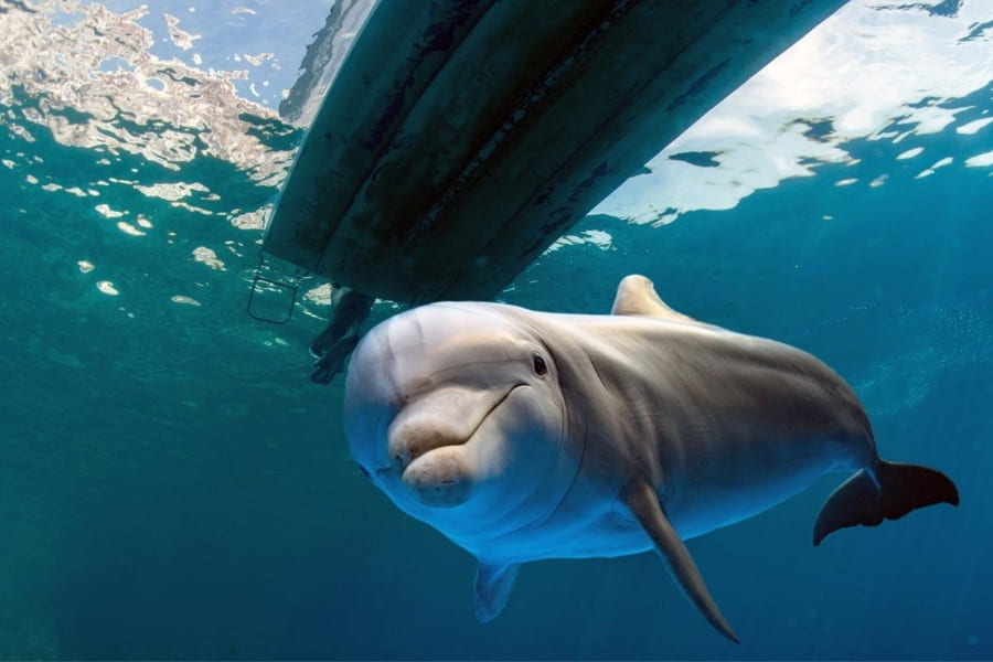 Wildlife Florida with dolphins under a boat